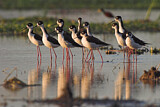 Image. Black-necked Stilt