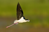 Image. Black-necked Stilt
