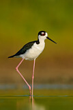 Image. Black-necked Stilt