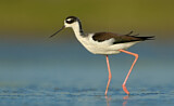 Image. Black-necked Stilt