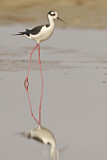 Image. Black-necked Stilt