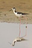 Image. Black-necked Stilt