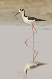 Image. Black-necked Stilt