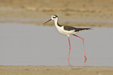 Image. Black-necked Stilt