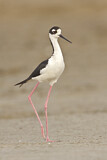 Image. Black-necked Stilt