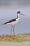 Image. Black-necked Stilt