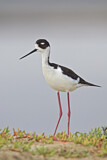 Image. Black-necked Stilt