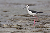 Image. Black-necked Stilt