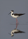 Image. Black-necked Stilt