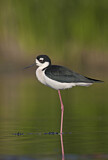 Image. Black-necked Stilt