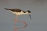 Image. Black-necked Stilt