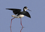 Image. Black-necked Stilt