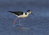 Image. Black-necked Stilt