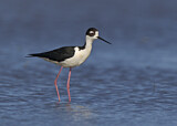 Image. Black-necked Stilt
