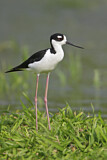 Image. Black-necked Stilt