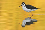 Image. Black-necked Stilt