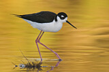 Image. Black-necked Stilt