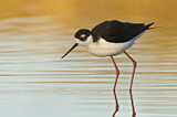 Image. Black-necked Stilt