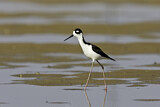 Image. Black-necked Stilt