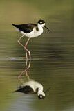 Image. Black-necked Stilt
