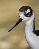 Image. Black-necked Stilt
