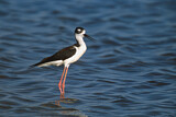 Image. Black-necked Stilt