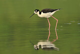 Image. Black-necked Stilt