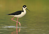 Image. Black-necked Stilt