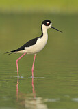 Image. Black-necked Stilt