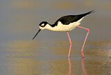 Image. Black-necked Stilt