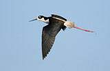 Image. Black-necked Stilt