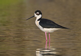 Image. Black-necked Stilt
