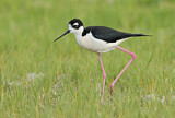 Image. Black-necked Stilt
