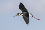Image. Black-necked Stilt