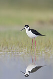 Image. Black-necked Stilt