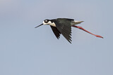 Image. Black-necked Stilt