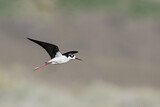 Image. Black-necked Stilt
