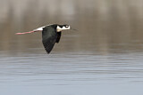Image. Black-necked Stilt
