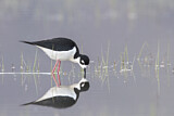 Image. Black-necked Stilt