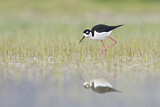 Image. Black-necked Stilt