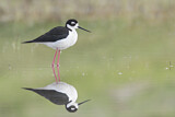 Image. Black-necked Stilt