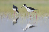Image. Black-necked Stilt