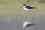 Image. Black-necked Stilt