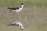 Image. Black-necked Stilt