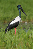 Image. Black-necked Stork