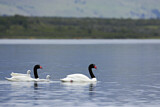 Image. Black-necked Swan