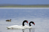Image. Black-necked Swan