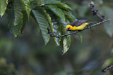 Image. Black-necked Weaver