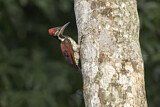 Image. Black-rumped Flameback