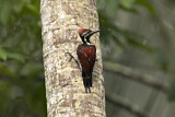 Image. Black-rumped Flameback